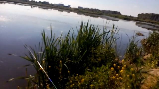 Озеро у деревни Шульгино в Старой Купавле (16.06.2018 16:18) смотреть онлайн