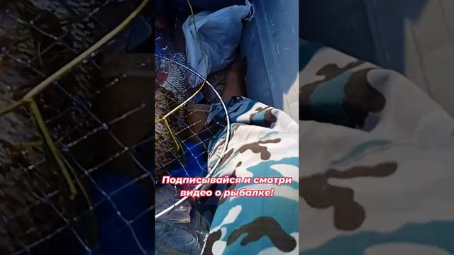 🎣 Что попалось? Смотри в видео до конца. Просто похвастаться уловом. Улыбнуться и похвалить!