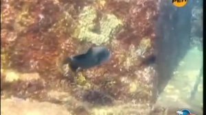 Военная тайна: подводные города - Йонагуни ( 12.03.2011)