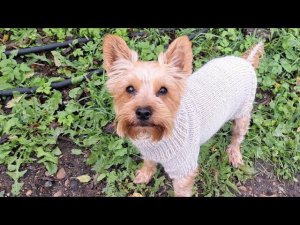 Ника в новой обновке! Как вяжу свитер для собаки?!