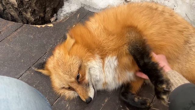 Алиса - лиса. Настрой позитивный смотреть онлайн