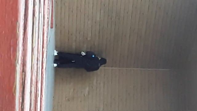 (не мое видео) что он делает ответь в комент смотреть онлайн