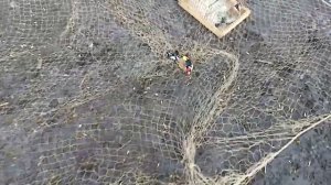 Ловля на тайник щеглов, чижей, зеленушек.