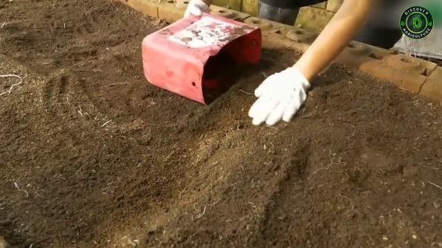 ARECA NUT FARMING / BETEL NUT CULTIVATION | Complete information's | Supari ki Kheti Kaise Hoti Hai смотреть онлайн