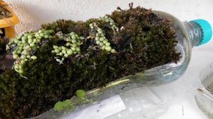 Орхидея Bulbophyllum.Как ухаживать.Поливать,удобрять.  Мой опыт.