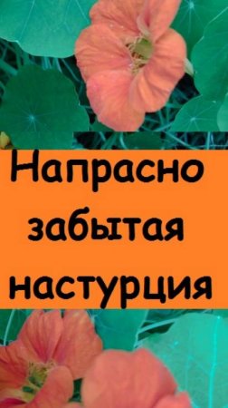 Напрасно забытый цветок НАСТУРЦИЯ,её редко увидишь на клумбах, а у меня она выполняет полезную роль