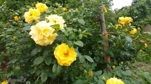 Пышное цветение розы "Голден Шауэрс" май 2023г