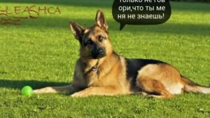 Топ 5 самых умных собак | Умные собаки.