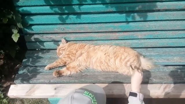 Спящий кот)) смотреть онлайн