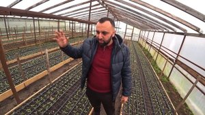 Технология выращивания эустомы | Поставщик посадочного материала