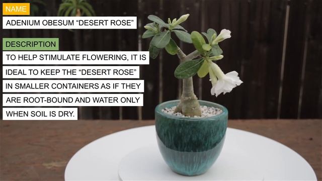 Adenium obesum “Desert Rose” White смотреть онлайн