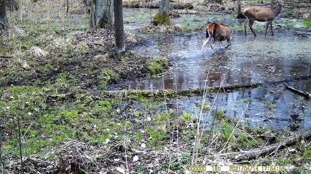 Олени, дикий кабан и серые журавли, снятые на фотоловушку смотреть онлайн