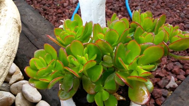 Мандариновый рай 3 в камере Note 4  N910F смотреть онлайн