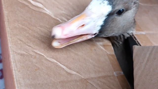 09.10.23. белолобый гусь. молодой.