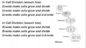 In Cell Division-Mitosis Song