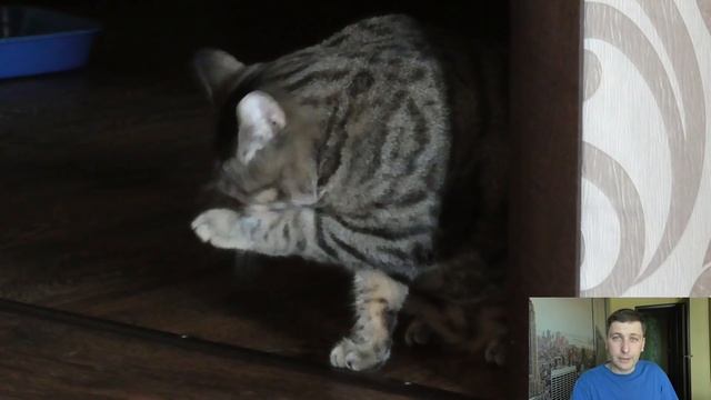 Аномалии у кошек, два случая из практики (страшных кадров нет) смотреть онлайн