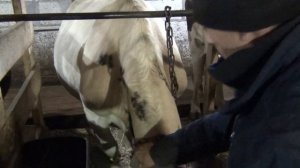 Содержание коров на привязи, выбор ошейника