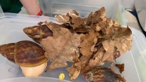 УЛИТКИ | ОГРОМНЫЕ УЛИТКИ |