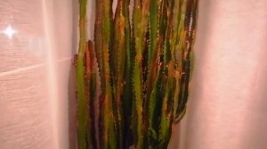 Молочай трёхгранный. Эуфорбия. Цветок растёт, как на дрожжах. @user-ue3qo2hu1s@olga цветомания