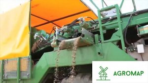 Заготовка луковиц тюльпанов в сетке. Нидерланды.