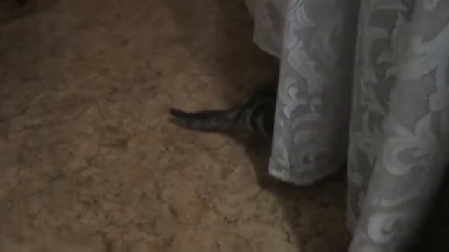 Кошки - Мышки:))) Смешное видео, видео прикол:) смотреть онлайн