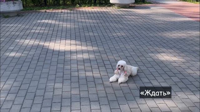 Занятие собаки с кинологом #собака #дрессировкасобаки #пудель