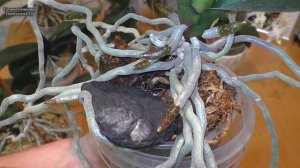 КОРНИ орхидеи ЗАКУКЛИЛИСЬ или В РОСТЕ  Как ПОНЯТЬ и ИЗБЕЖАТЬ