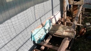 Витамины для домашней птицы. Ягоды в рационе фазанов. Вольер с фазанами в Челябинске