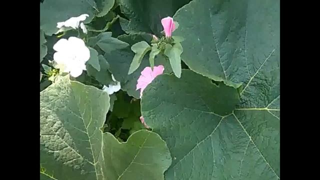 Цветы и овощи Совместные посадки радуют глаза смотреть онлайн