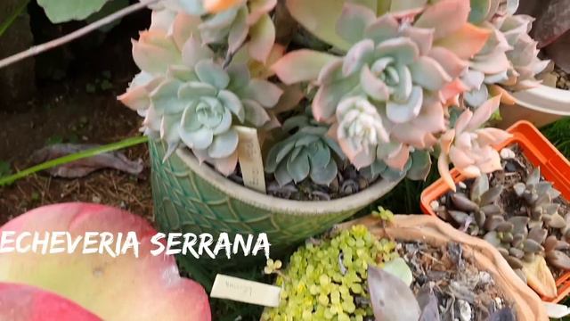 75 SUCULENTAS IDENTIFICADAS de todos os gêneros смотреть онлайн