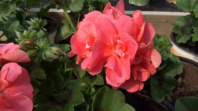 Pelargonium peltatum 'Grandeur Ivy Salmon' смотреть онлайн