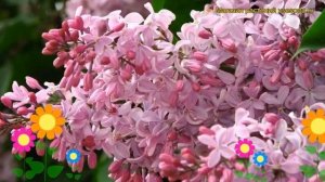 Сирень обыкновенная Бюффон. Краткий обзор, описание характеристик syringa vulgaris Buffon