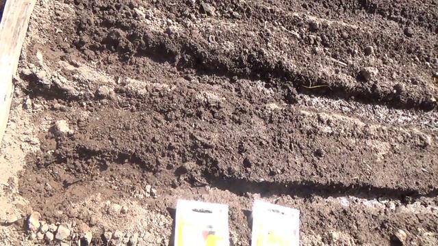 Морковь не прореживаем. Очень удачный метод посадки смотреть онлайн