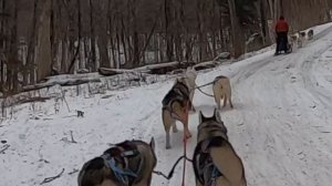 What DOG SLEDDING is REALLY like | Siberian Huskies | Toronto Canada