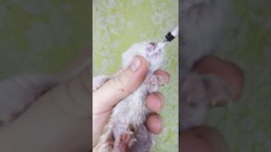 Как выкормить котёнка со шприца? Пример на втором котёнке.
