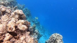 Мальдивы. Кораллы, лобстеры, рыбы. Снорклинг на острове Biyadhoo.