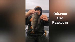 Рыбалка троллингом. Окунь. Троллинг.Рыбалка на окуня. Щука. Воблеры рапала.