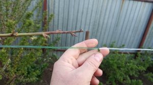 Шпалера для ежевики из пэт бутылки.