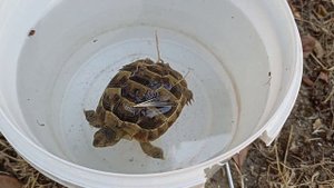 СУХОПУТНАЯ ЧЕРЕПАХА ПЛАВАЕТ