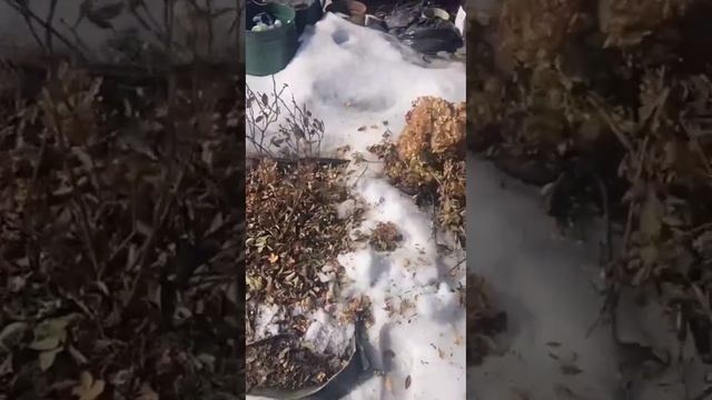 Весна: Блюкроп сошёл с ума, Дюк молодцом. смотреть онлайн