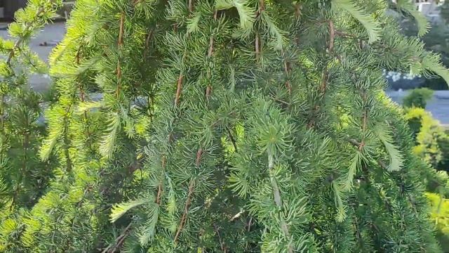 Прогулка по саду май 2023г. | Пионы, розы, хосты, хвойные и парад рододендронов… смотреть онлайн