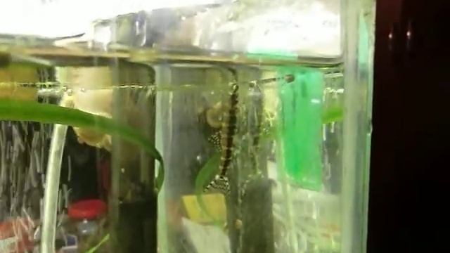 Serpenticobitis octozona.AVI смотреть онлайн