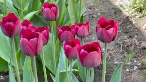 Май в Саду 24 мая 2023 часть 4