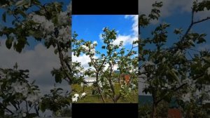 Село Осиновка Ставропольского района Самарской области