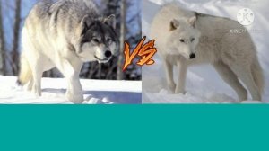 СЕРЫЙ ВОЛК VS ПОЛЯРНЫЙ ВОЛК!!!