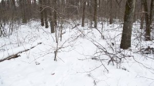 Следы диких животных. Косули зимой.