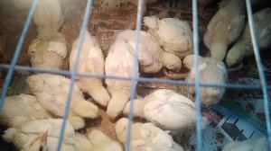 2 недельный Бройлер Росс 308