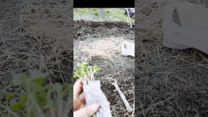 Капуста белокочанная в фазе семядольных листочков. Эксперимент.