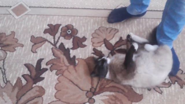 ЛЕНИВЫЙ КОТ НЕ ХОЧЕТ ВСТАВАТЬ С ПОЛА!!! приколы с животными смотреть онлайн