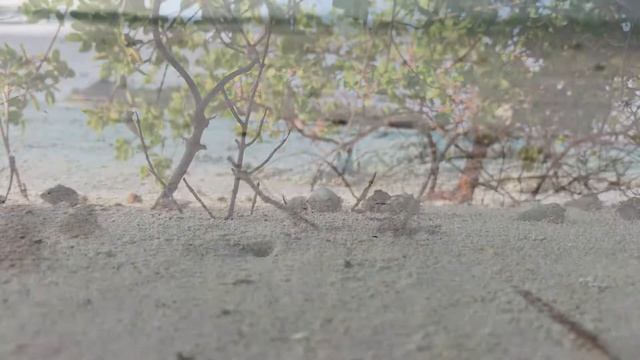 Как выглядит солнце и луна на мальдивах, немного природы смотреть онлайн